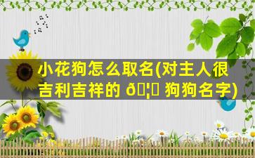 小花狗怎么取名(对主人很吉利吉祥的 🦊 狗狗名字)